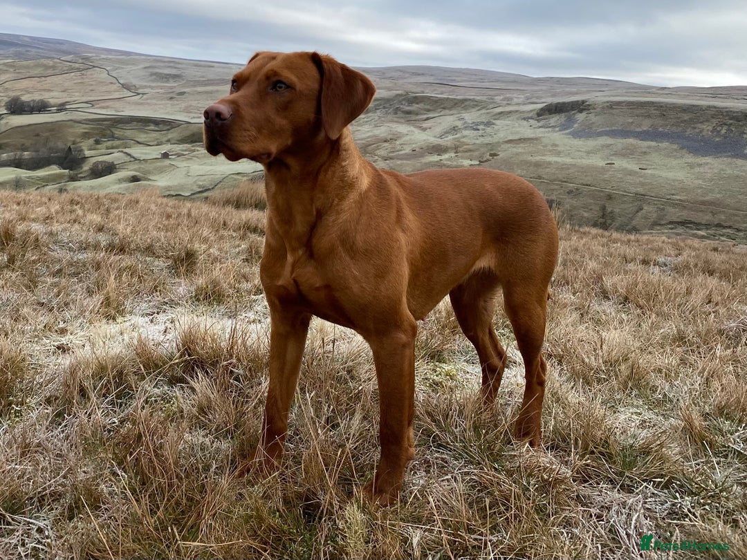 Labrador Retriever dogs for sale: Beautiful KC registered Fox Red Labrador Puppies - Image 9
