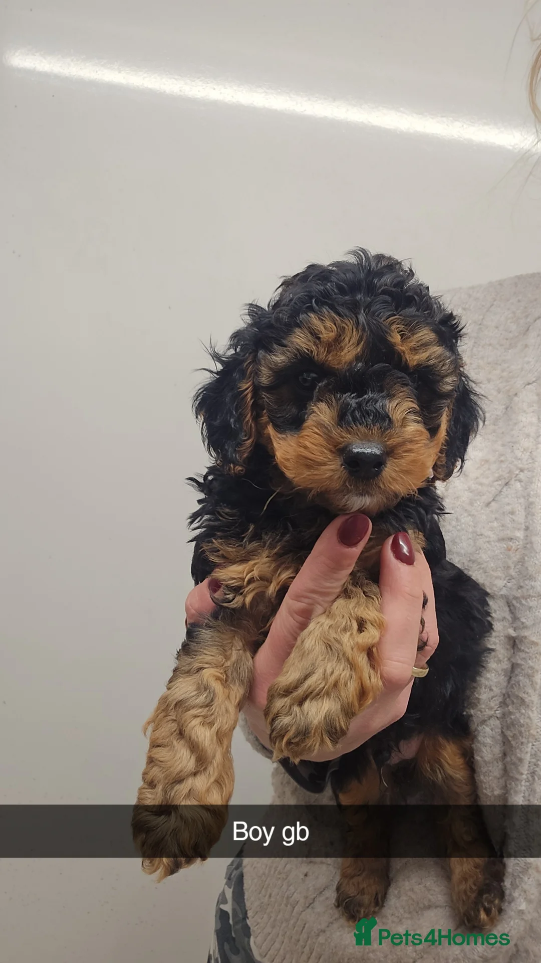 Jackapoo dogs for sale: Easter Jackapoos - Ready Now - Advert 2