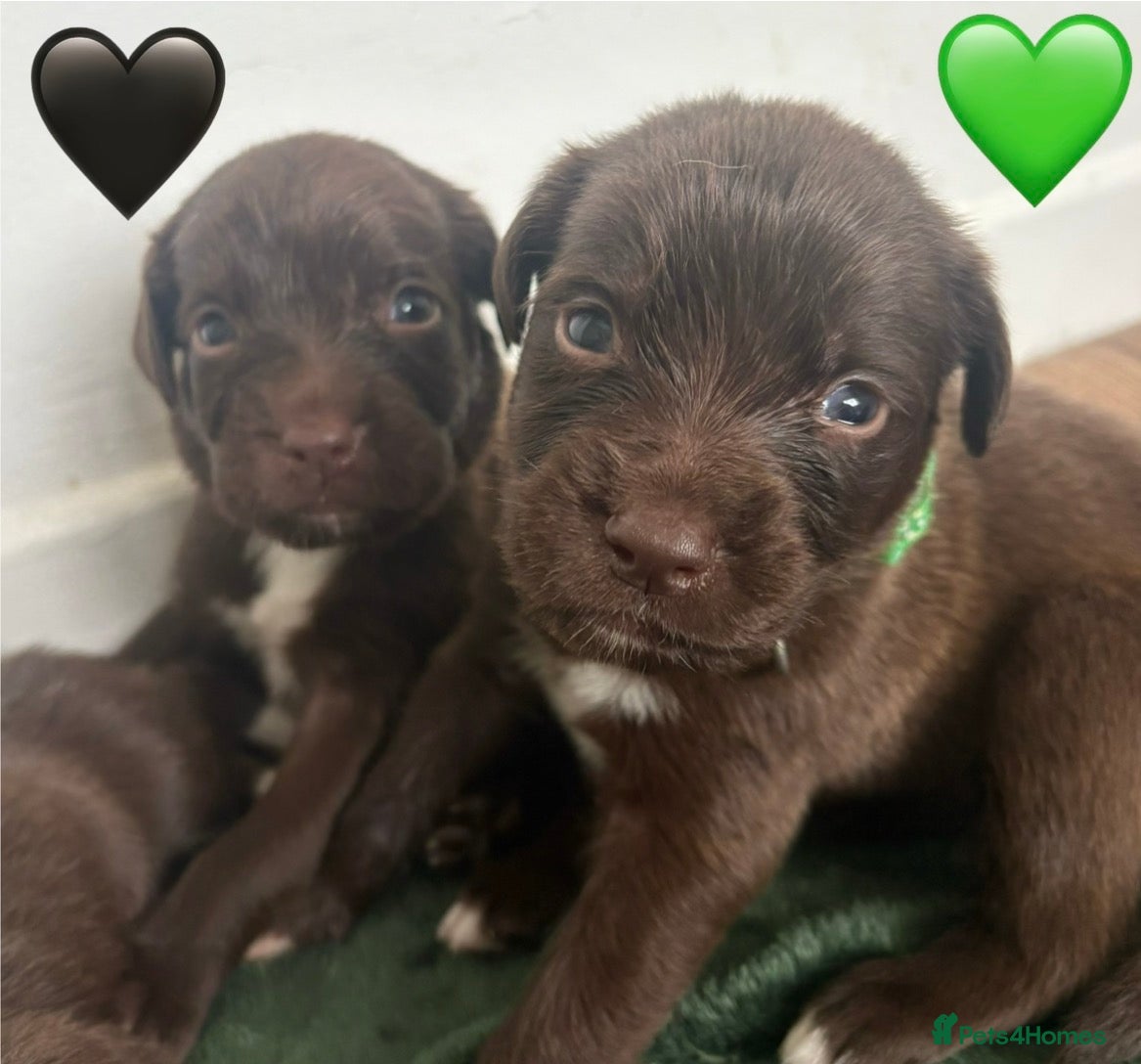 Mixed Breed dogs for sale: Spandgolds ready to go from 28th November  - Advert 2