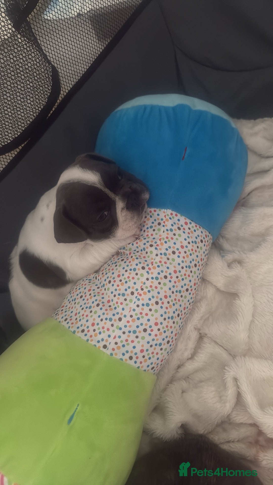 French Bulldog dogs for sale: Kropek - Image 14