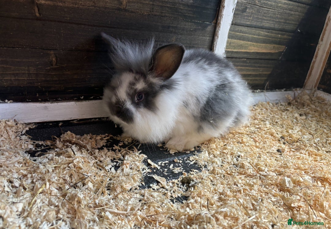Mini Lion Lop rabbits for sale: Gorgeous lion head x mini lop available now  - Image 2