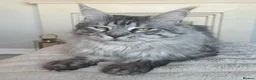Maine Coon cats for sale: Polydactyl Maine coon kittens  - Advert 8