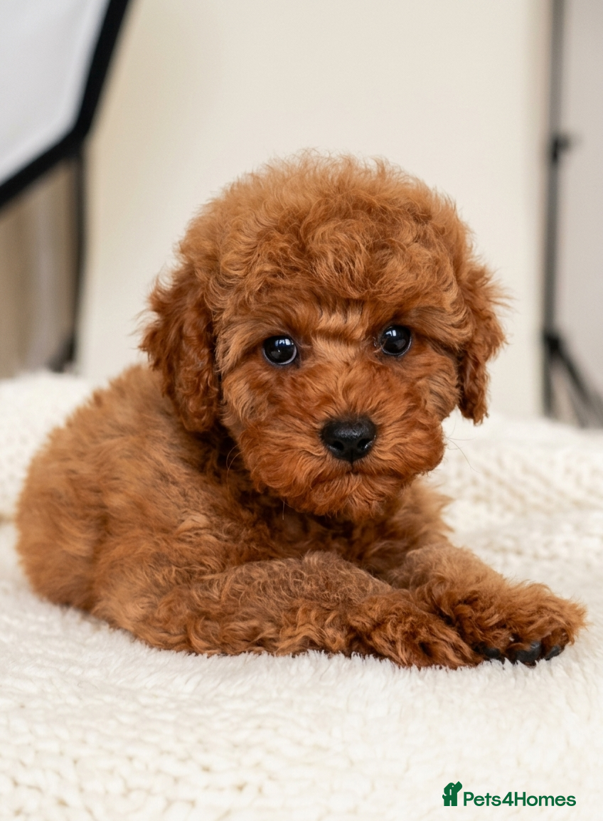 Cavapoo dogs Sweet Cavapoo Girl Puppy  - Advert 11