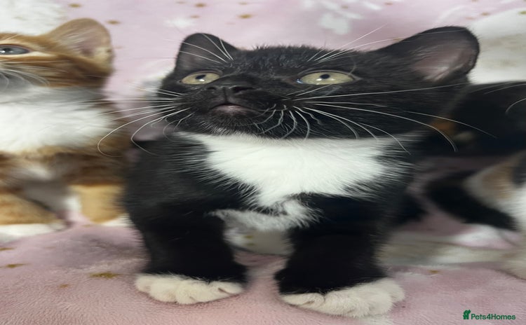 Mixed Breed cats - Advert 8