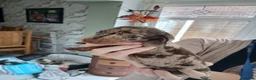 Miniature Dachshund dogs for sale: Tiny Miniature Dachshunds for sale!!!  - Advert 16
