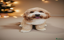 Cockapoo dogs for stud: Hip 0/0🌟 Elbow 0/0🌟 Australian Labradoodle - Advert 13