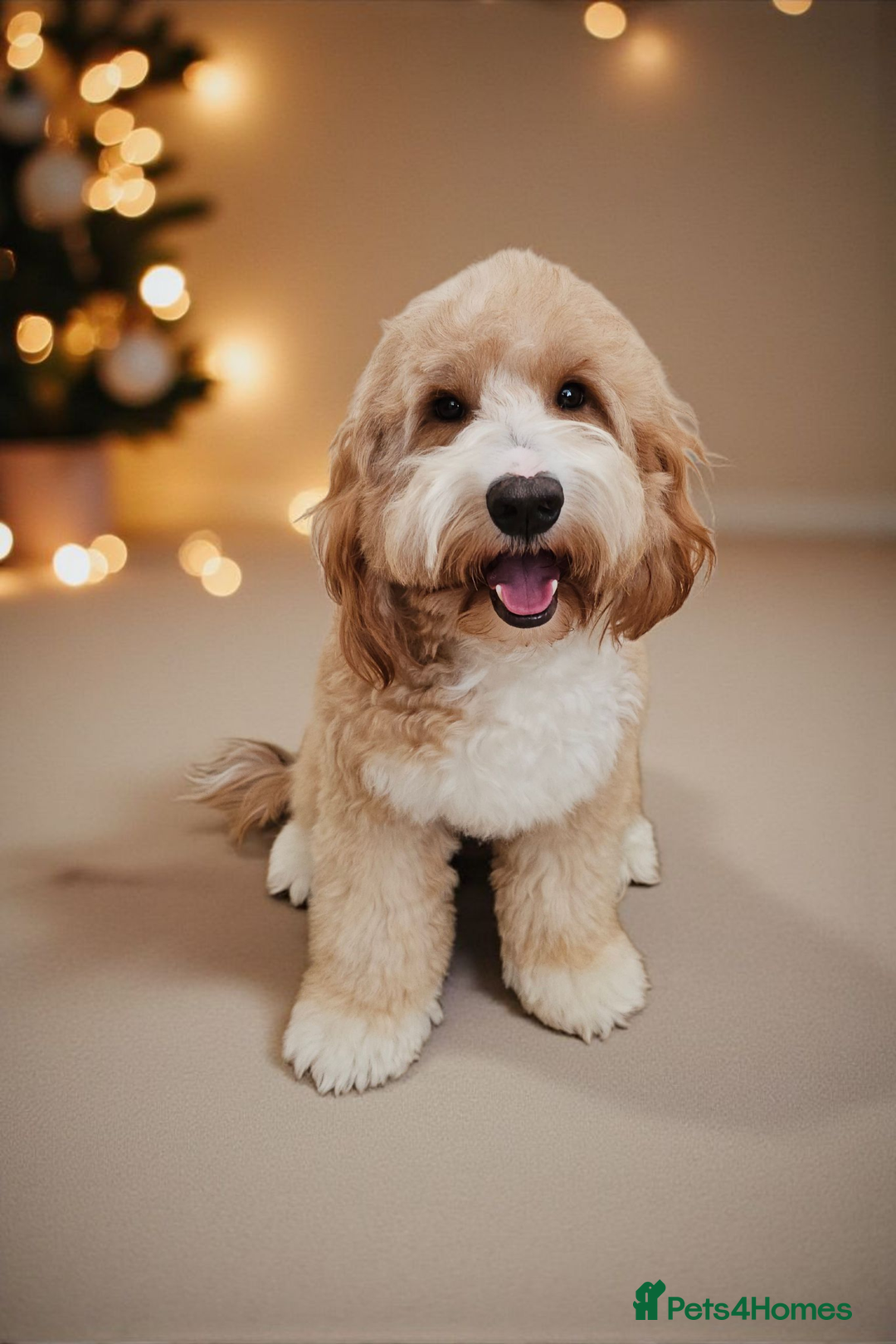 Cockapoo dogs for stud: Hip 0/0🌟 Elbow 0/0🌟 Australian Labradoodle - Advert 13
