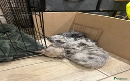 French Bulldog dogs for sale: 4 French bulldogs 2 fluffy - Image 15