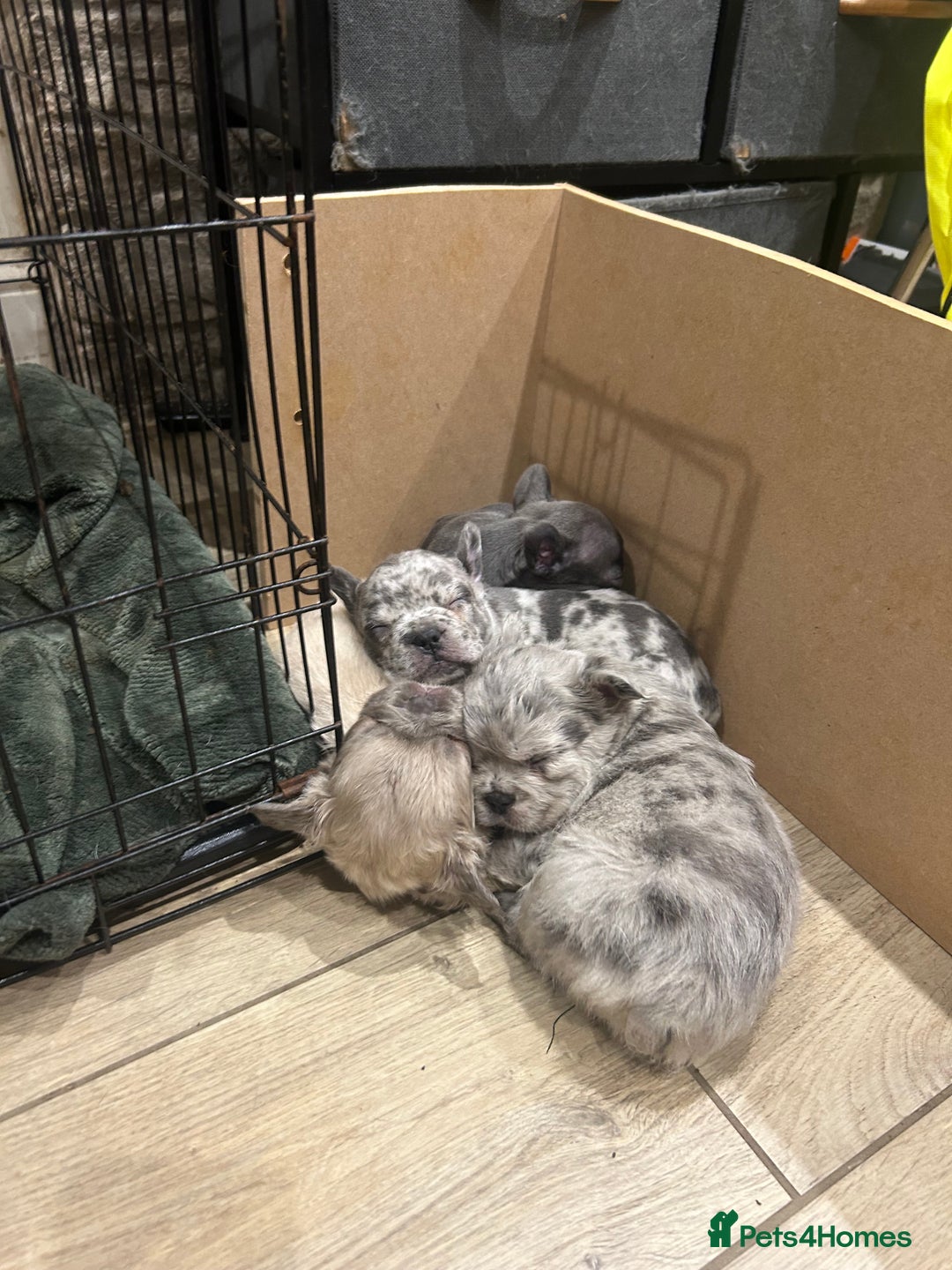 French Bulldog dogs for sale: 4 French bulldogs 2 fluffy - Image 15