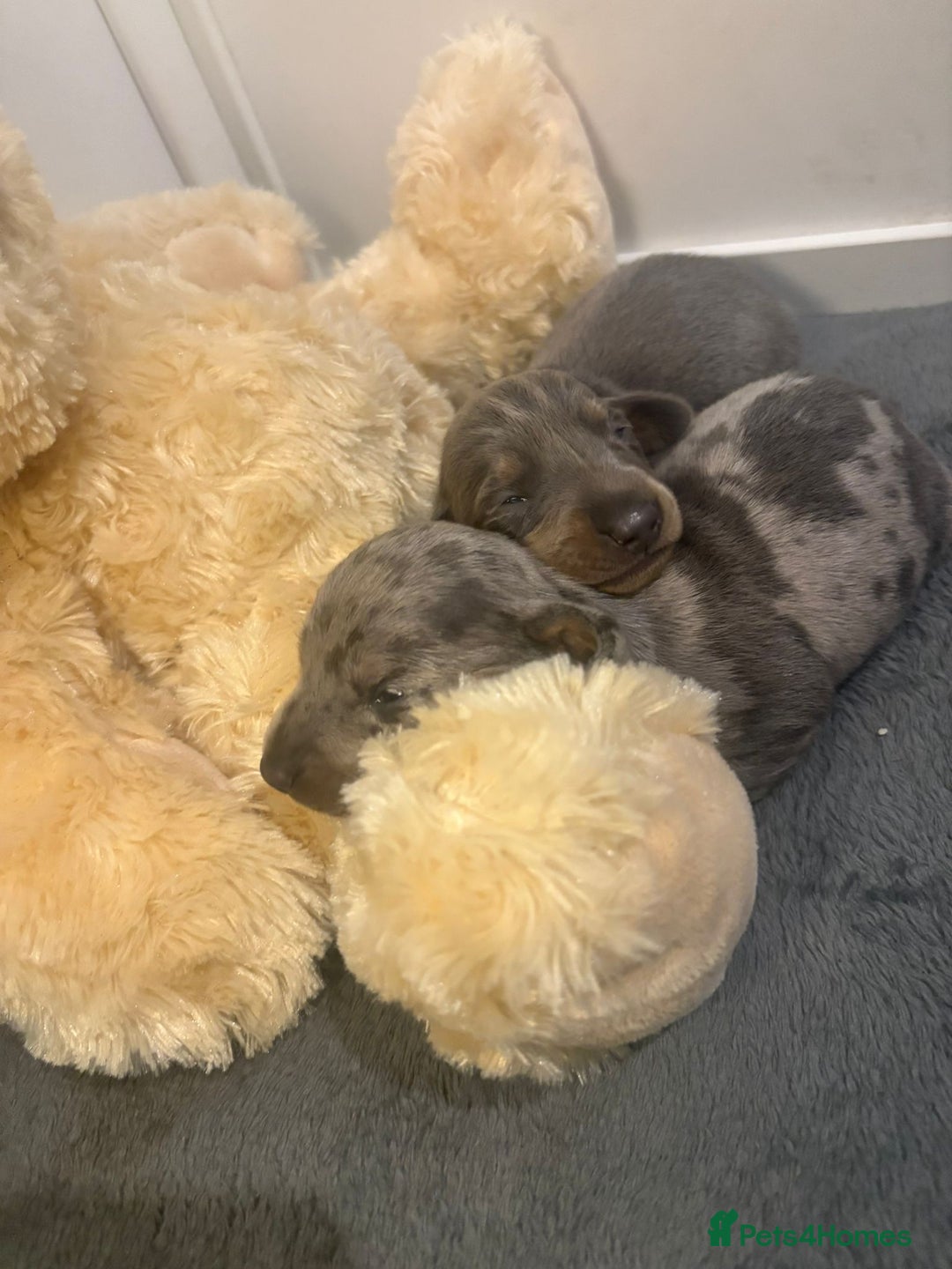 Dachshund dogs for sale: Dachshund Puppies for sale  - Advert 4