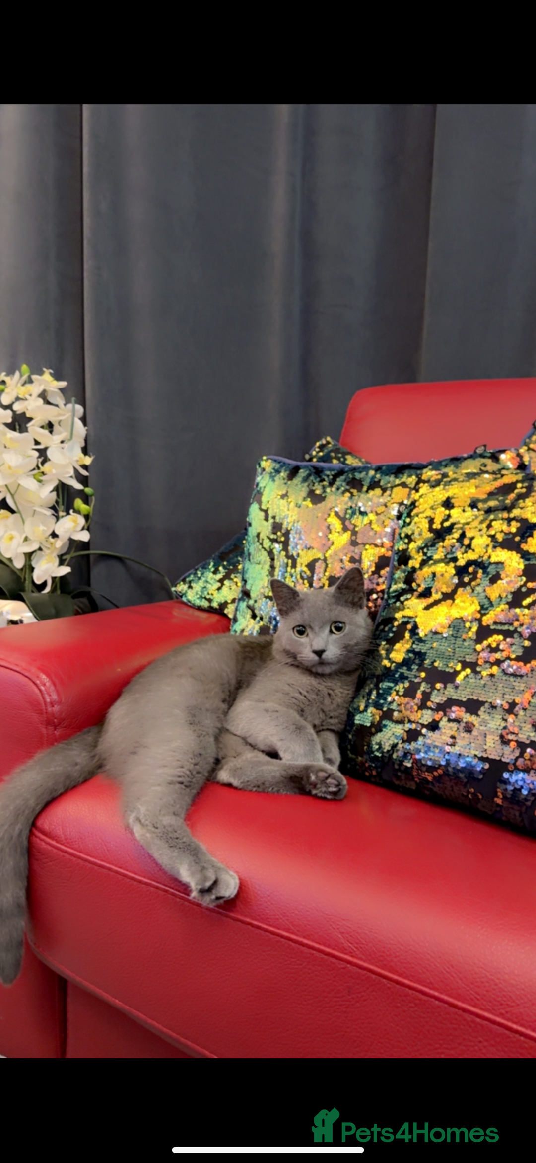 Russian Blue cats for sale: Russian blue kittens 2 males 2 females ready now.  - Image 11