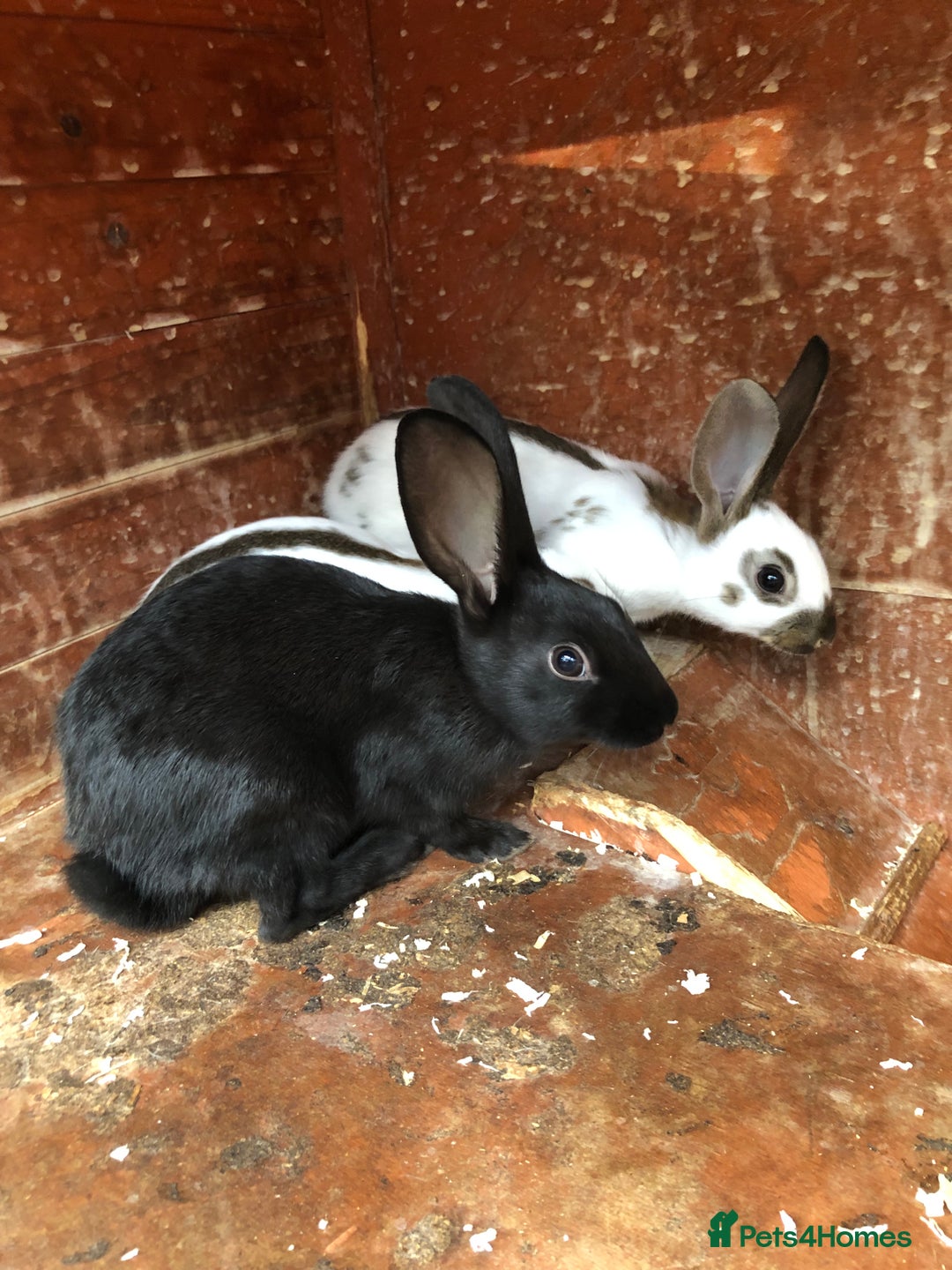 English Spot rabbits for sale: Baby English spot rabbits  in Wickford - Image 8