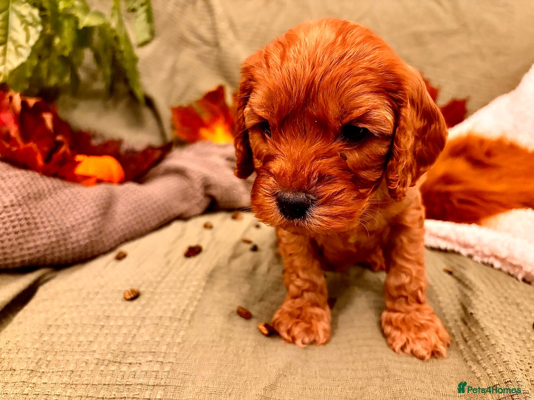 Mixed Breed dogs for sale: Cockapoo/Cavapoo Mix Puppies Available 10 Nov 25 - Image 19