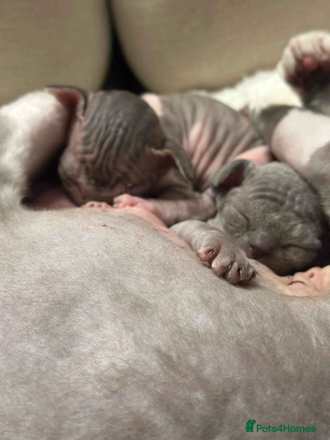 Sphynx cats for sale: Beautiful sphynx kittens from a mum and dad home - Advert 25
