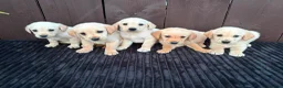 Goldador dogs for sale: Goldador puppies 9 available  - Advert 32