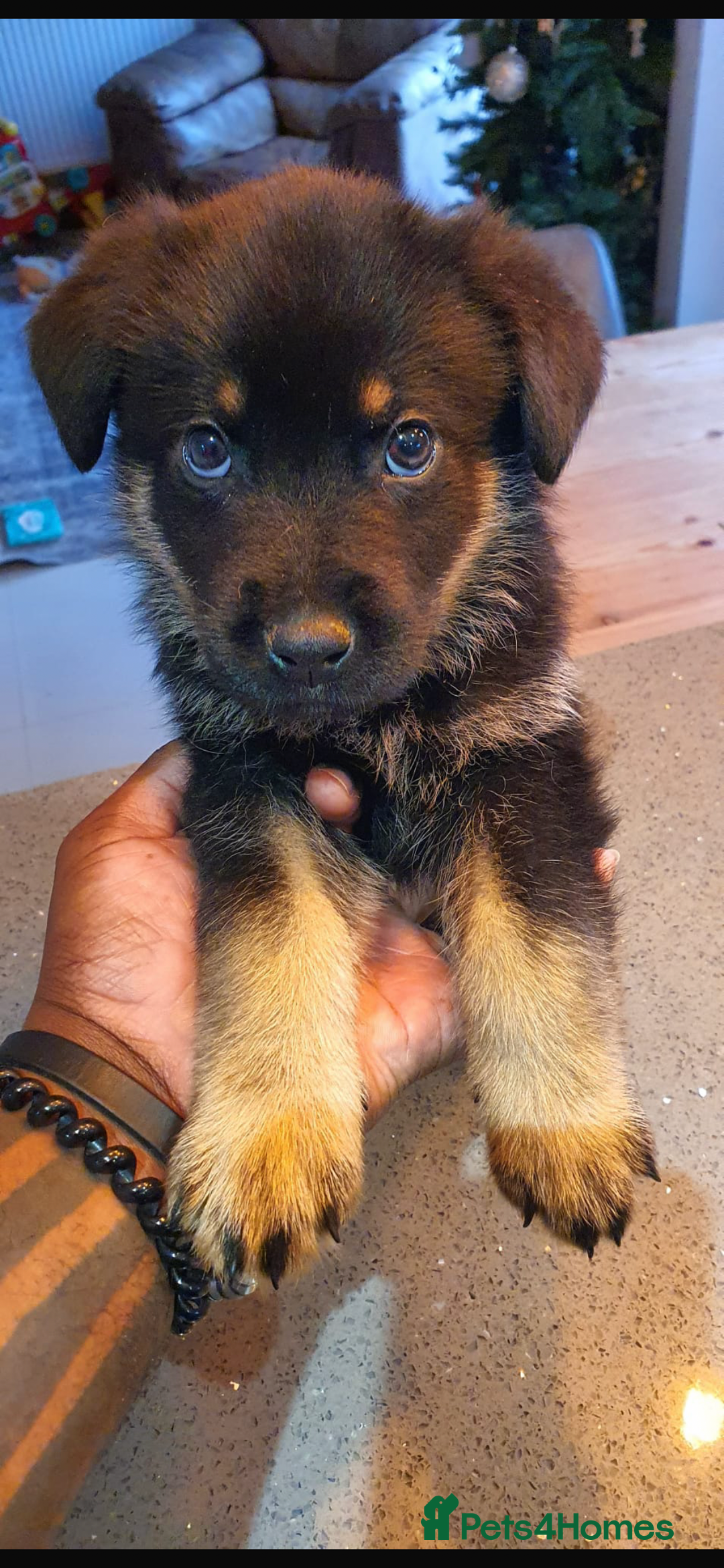 Mixed Breed dogs for sale: Puppies for sale - Advert 4