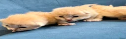 Ragcoon cats for sale: Rare Ragacoon Ragdoll x Maine Coon  - Advert 7