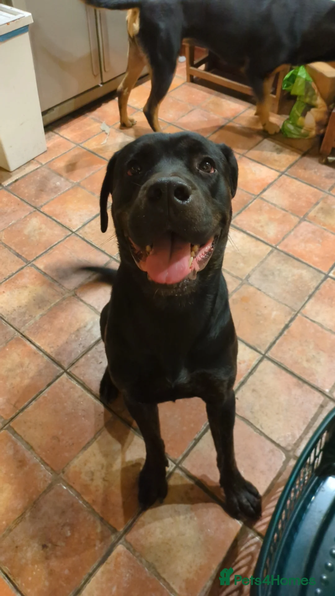 Mixed Breed dogs for sale: Nigel rotticorso.  - Advert 6