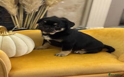 Frug dogs for sale: Frug Puppy **1 left** - Advert 10