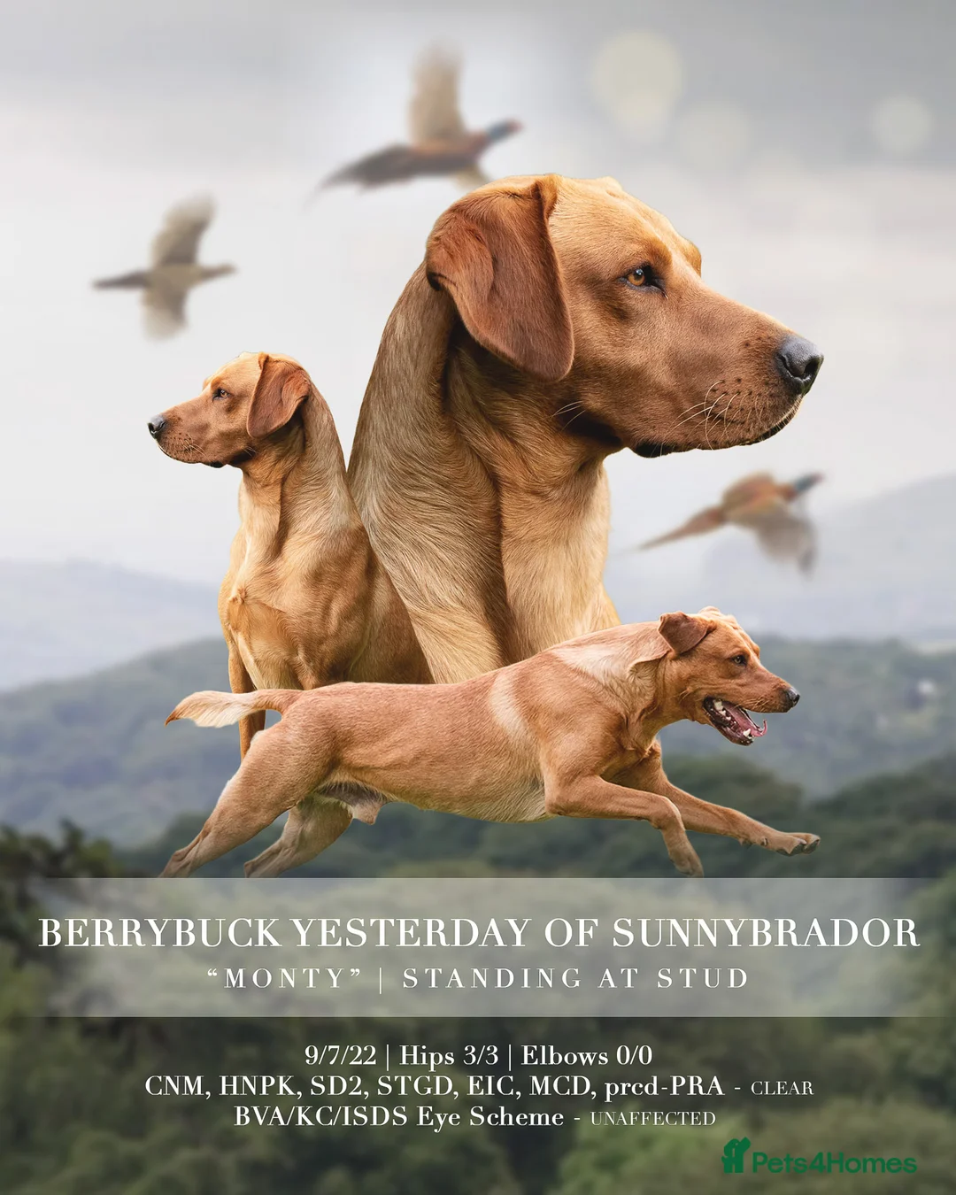 Labrador Retriever dogs for stud: Working Fox Red Labrador Retriever for stud   in Newark - Advert 1