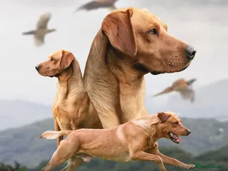 Labrador Retriever dogs Working Fox Red Labrador Retriever for stud - Advert 2