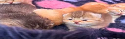 British Shorthair cats for sale: GCCF Registered British Shorthair Kittens Golden🌟 - Advert 10