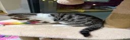 Mixed Breed cats for sale: Kittens part Bengal - Advert 5