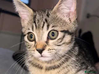 Mixed Breed cats Gorgeous kitten ready to go today - can deliver - Advert 12