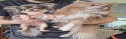 Chihuahua dogs for stud:  Milo-long haired tri  chihuahua for stud. - Advert 2