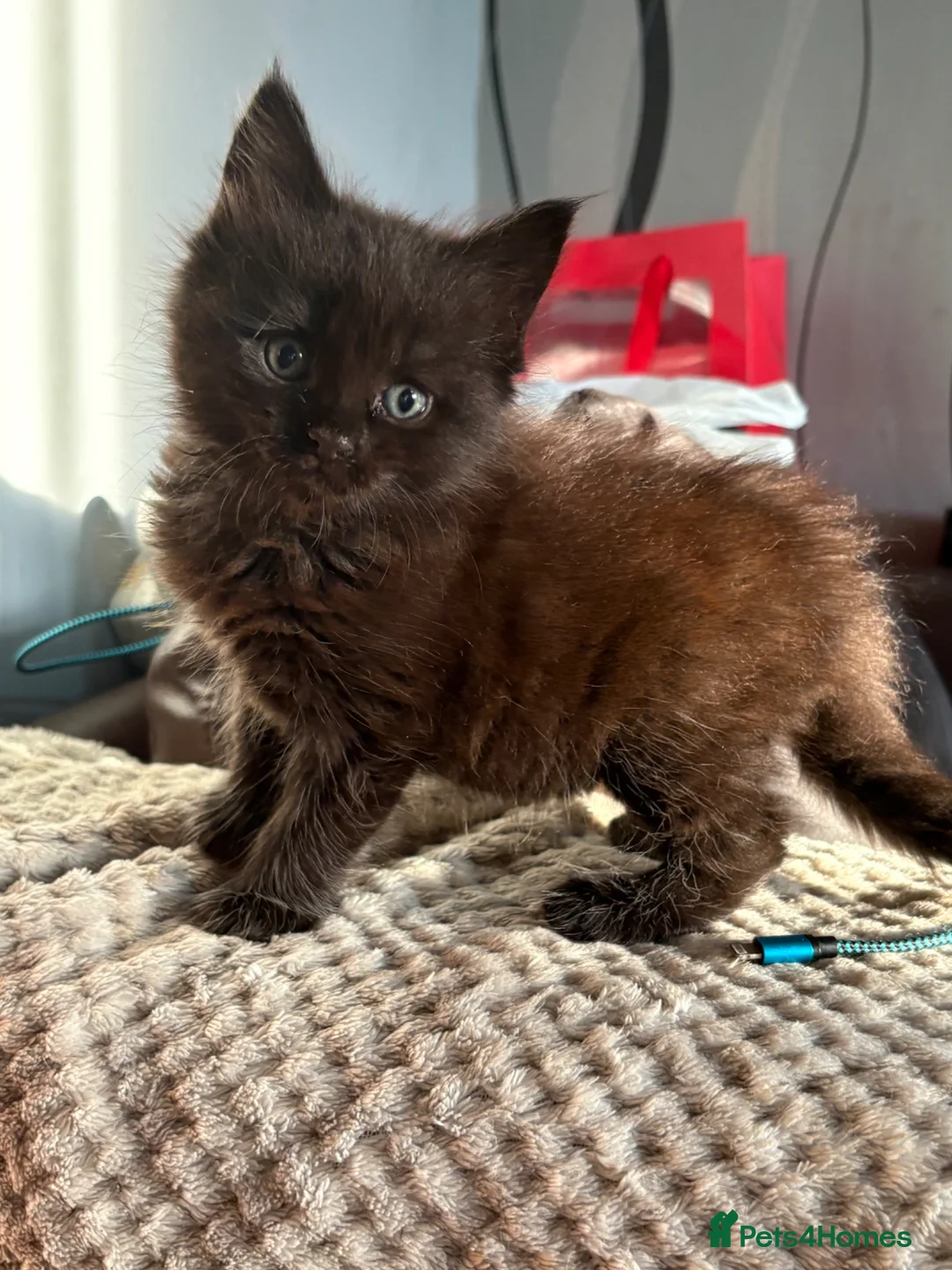 Maine Coon cats for sale: Half Maine coon Kitten  - Advert 1