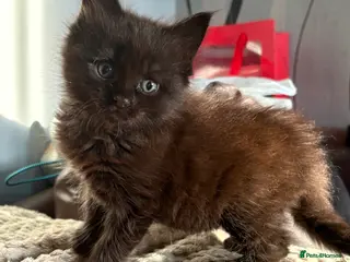 Maine Coon cats Half Maine coon Kitten - Advert 3