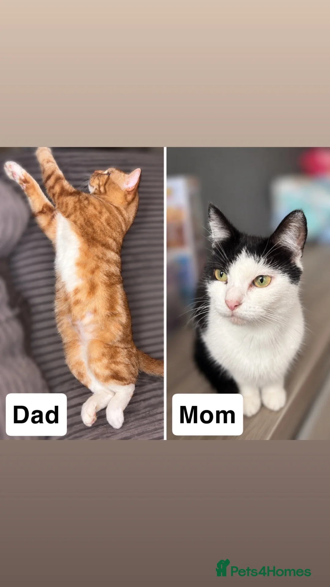 Mixed Breed cats for sale: 5 Beautiful Kittens  - Advert 2