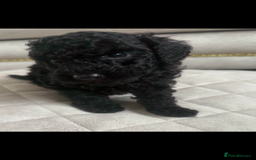 Toy Poodle dogs for sale: Beautiful toy poodle puppies - Image 10
