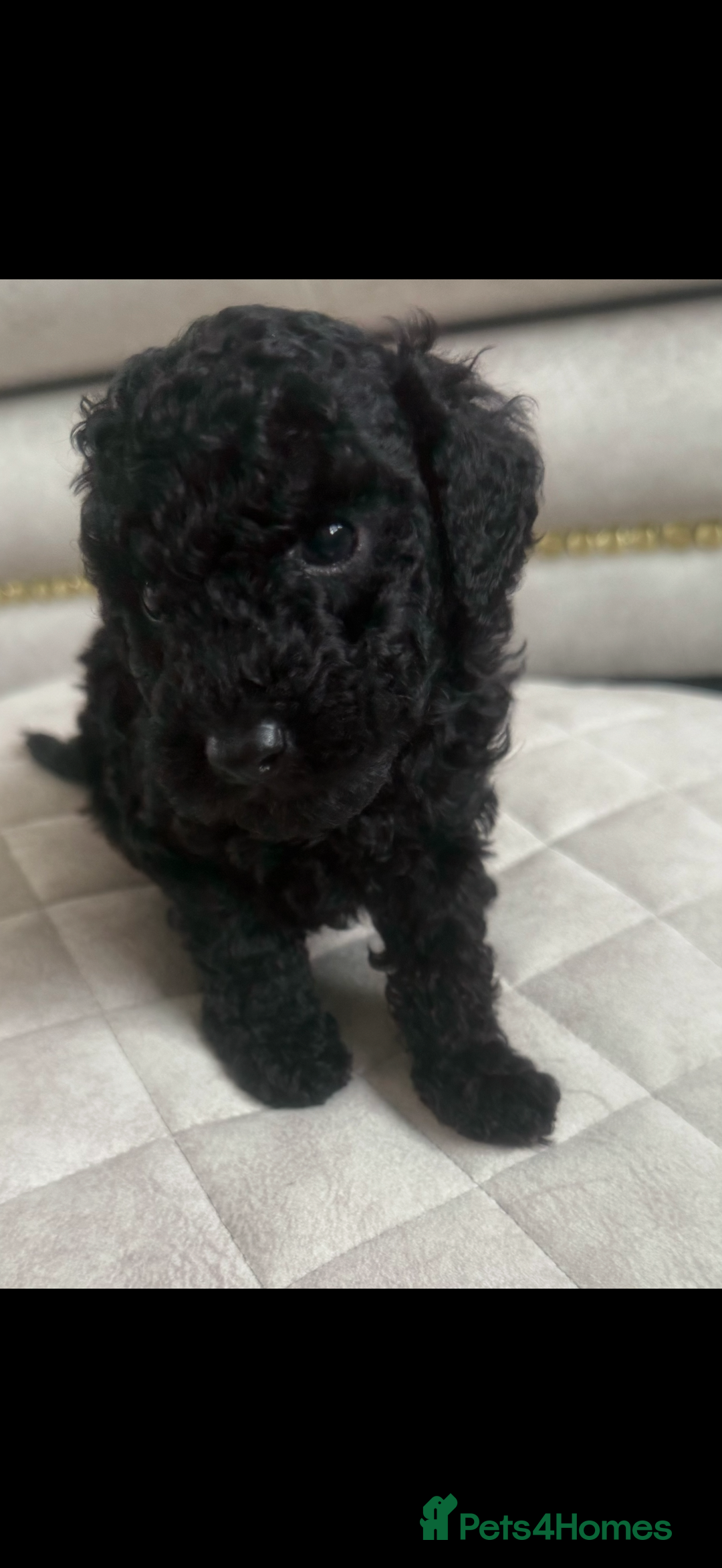 Toy Poodle dogs for sale: Beautiful toy poodle puppies - Image 10