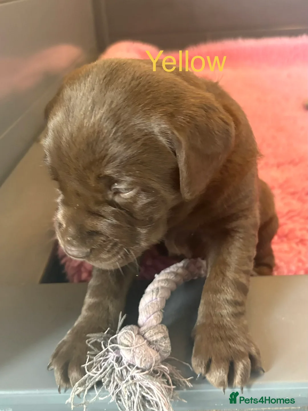 Labrador Retriever dogs for sale: Gorgeous KC, Charcoal, Chocolate and Black Labs - Advert 15