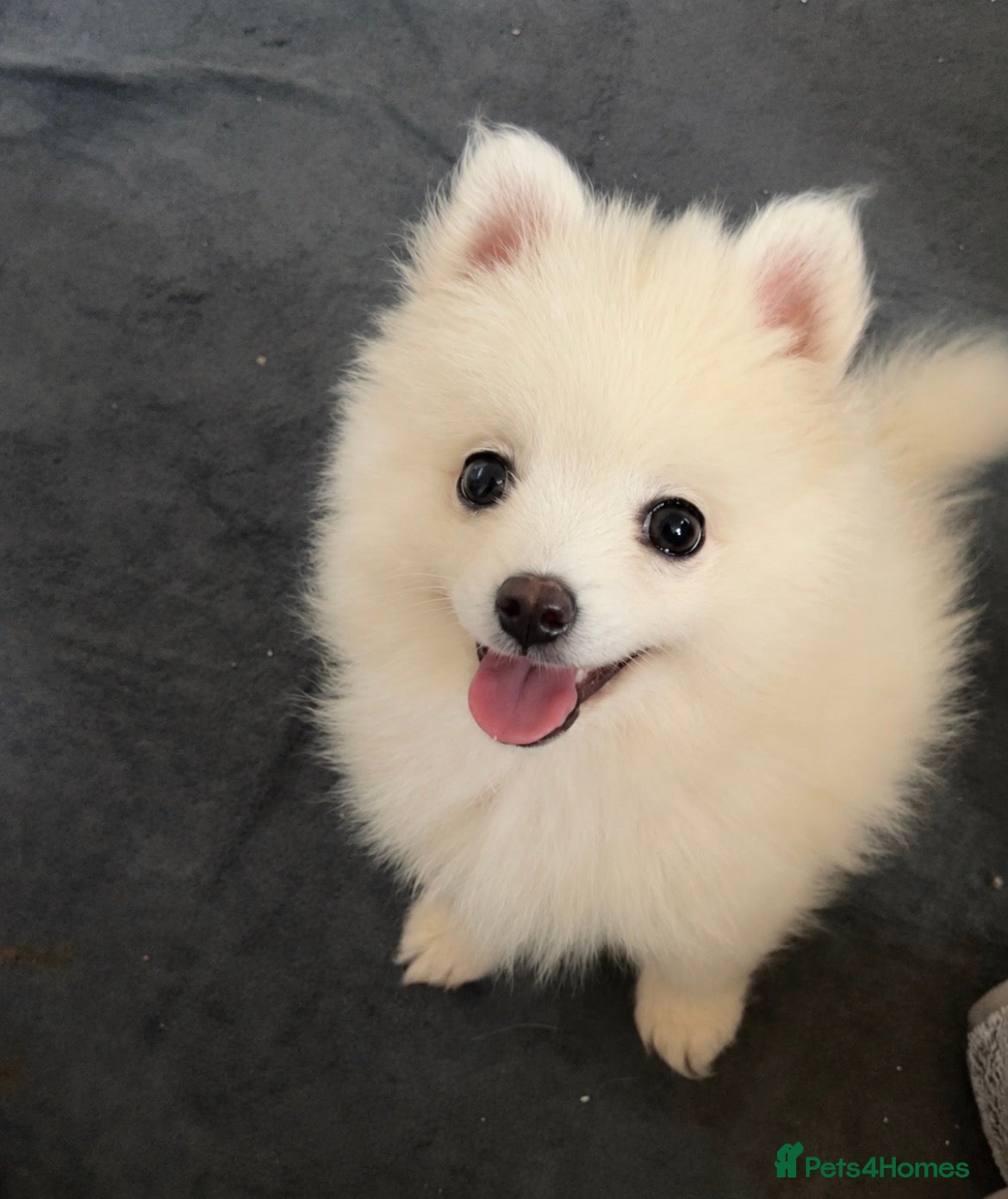Pomsky dogs 1 Pomsky Puppy CLOUD - Advert 12