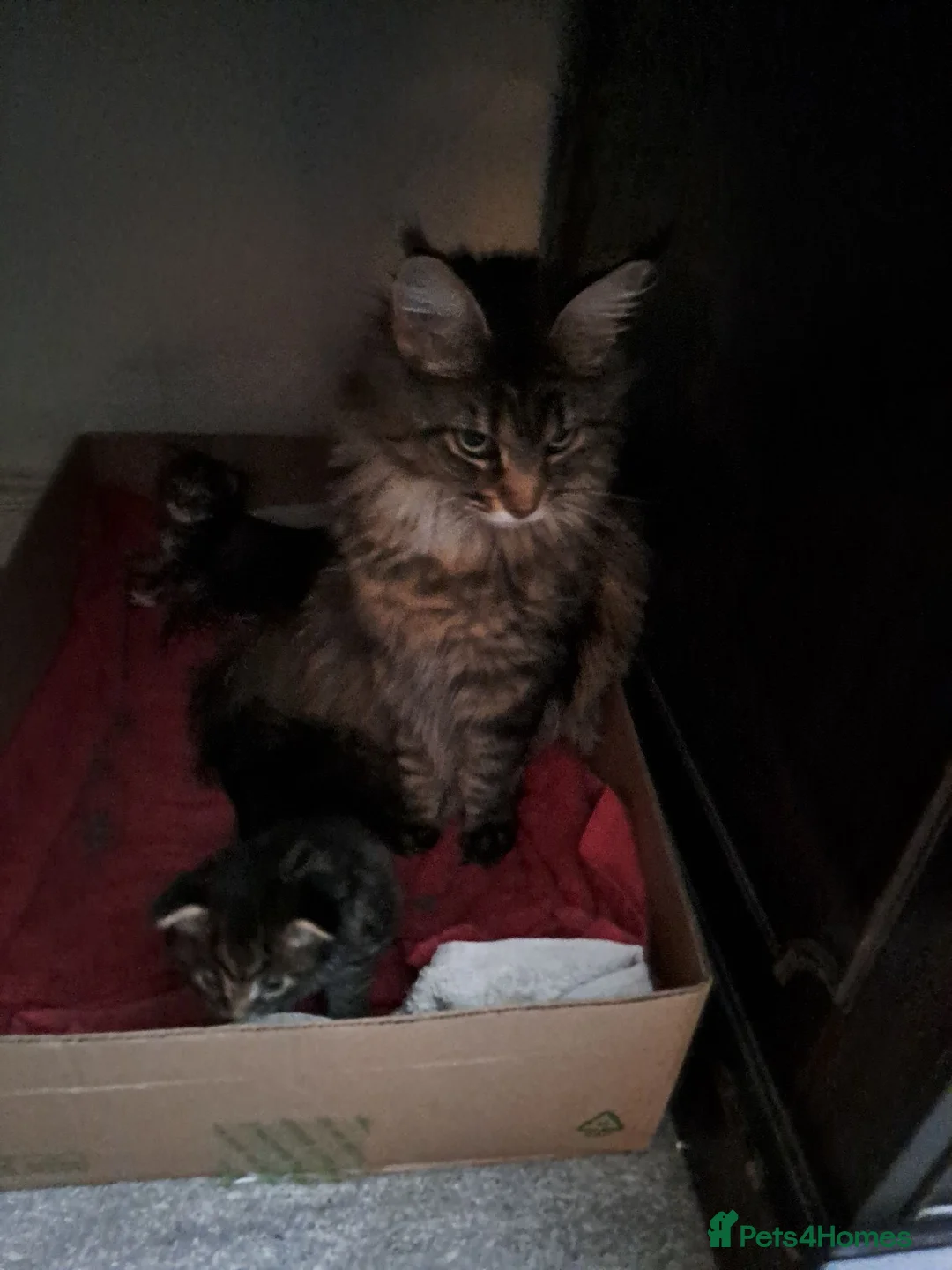 Maine Coon cats for sale: Maine Coon Kittens for Sale - Advert 1