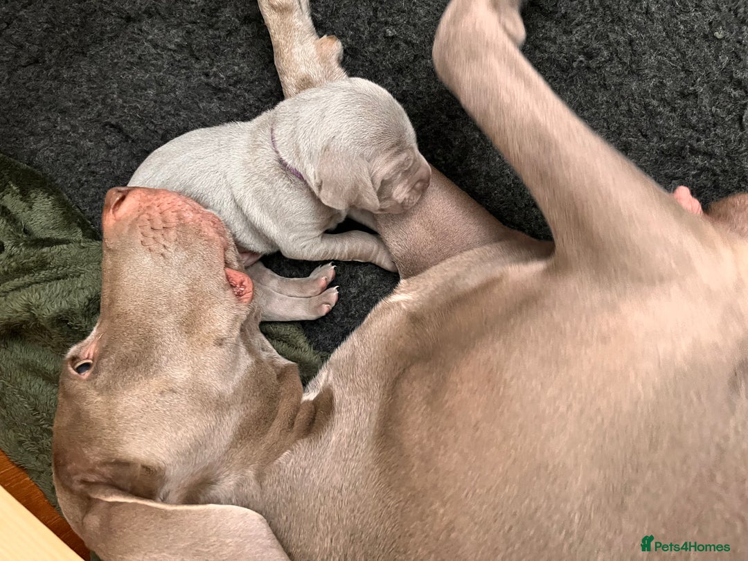 Weimaraner dogs for sale: Weimaraner litter - Image 14