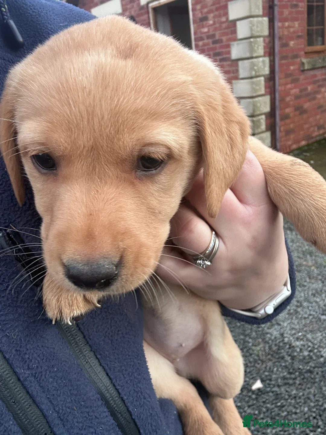 Labrador Retriever dogs for sale: Labrador Puppies - Advert 17