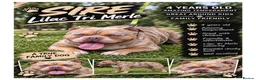 Mixed Breed dogs for sale: Staffy x American Bulldog ❤️ Pocket Bully    - Advert 13