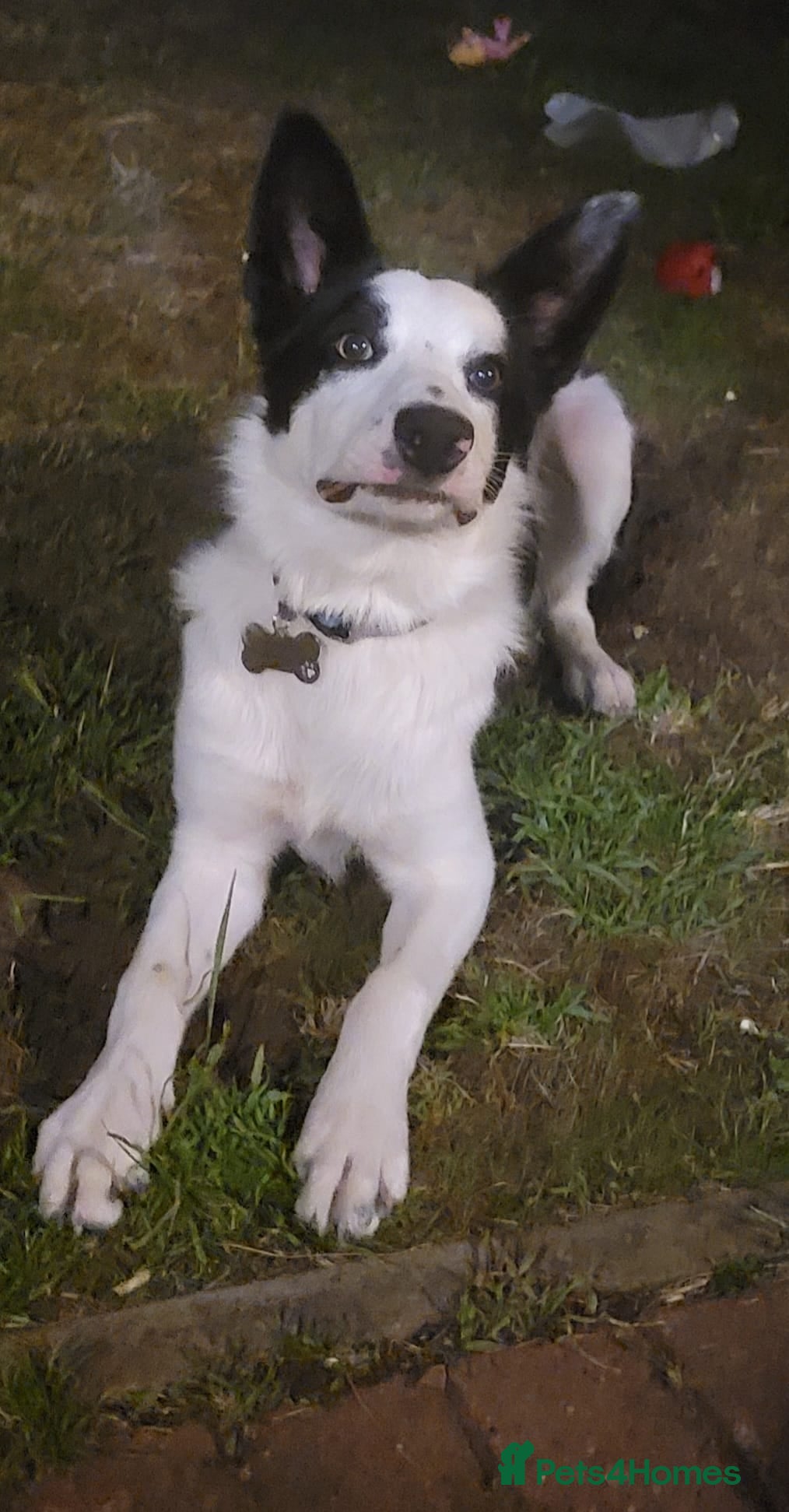 Border Collie dogs Max 7 months  - Advert 2