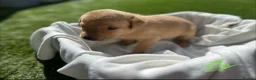 Labrador Retriever dogs for sale: Beautiful KC Red Labrador Puppies - Advert 14