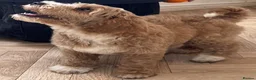 Australian Labradoodle dogs for sale: Multi-Gen Australian Labradoodle Puppies - Advert 18