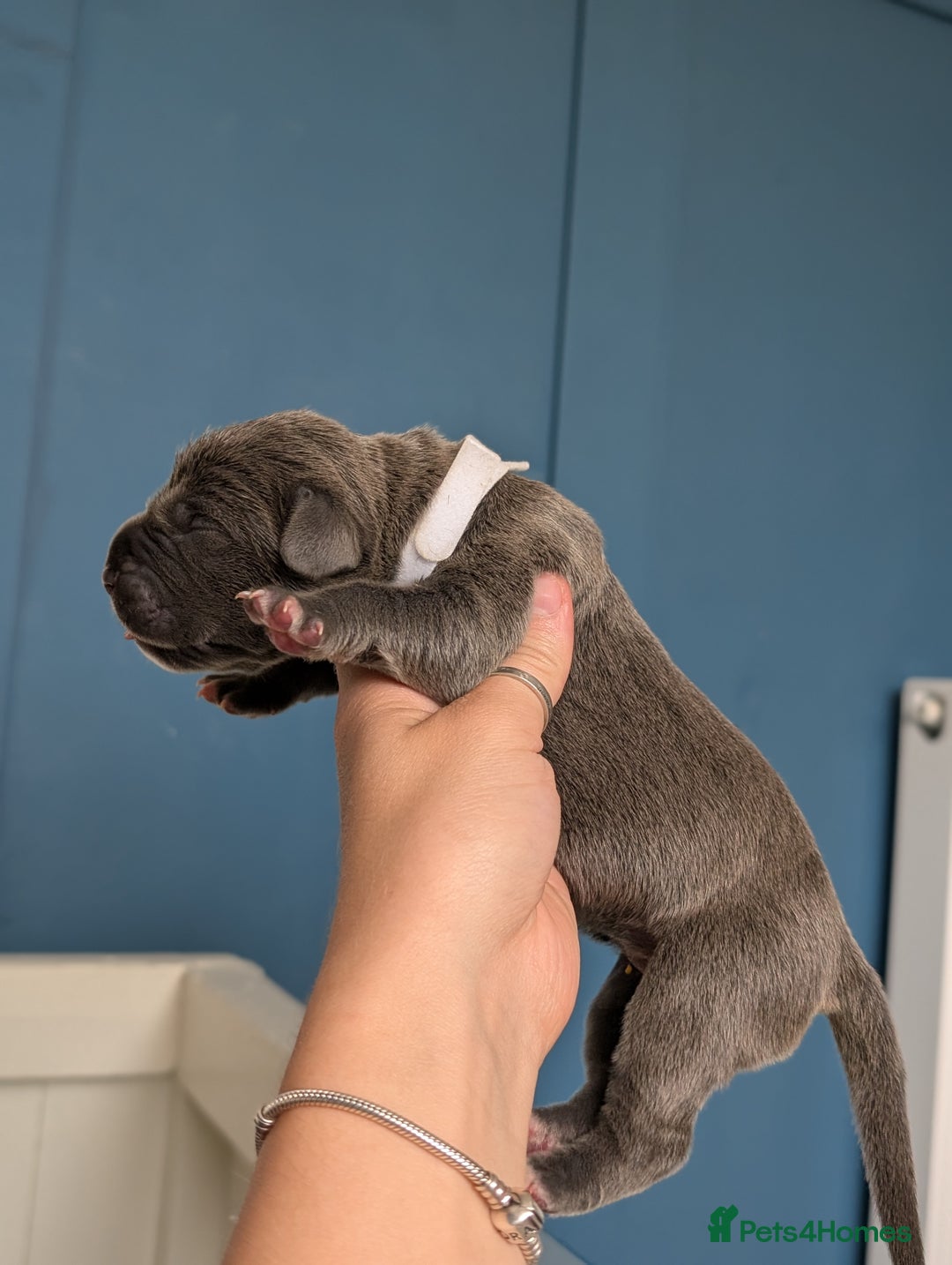 Cane Corso dogs for sale: European cane corsos  - Image 24
