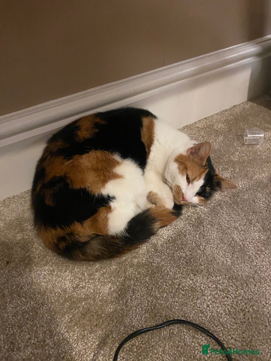 Mixed Breed cats for sale: mixed breed - turtle shell female 2 yrs old - Advert 1