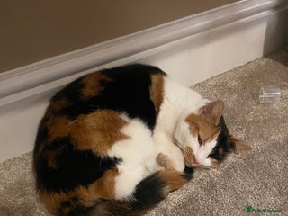 Mixed Breed cats mixed breed - turtle shell female 2 yrs old - Advert 1