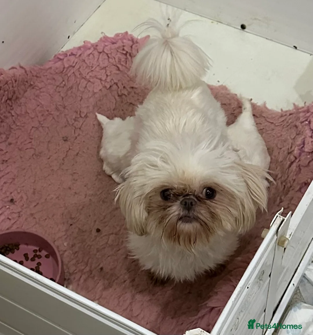 Shih Tzu dogs for sale: Imperial tiny shihtzu puppies  - Advert 2