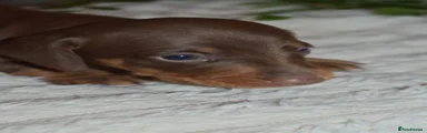 Dachshund 2