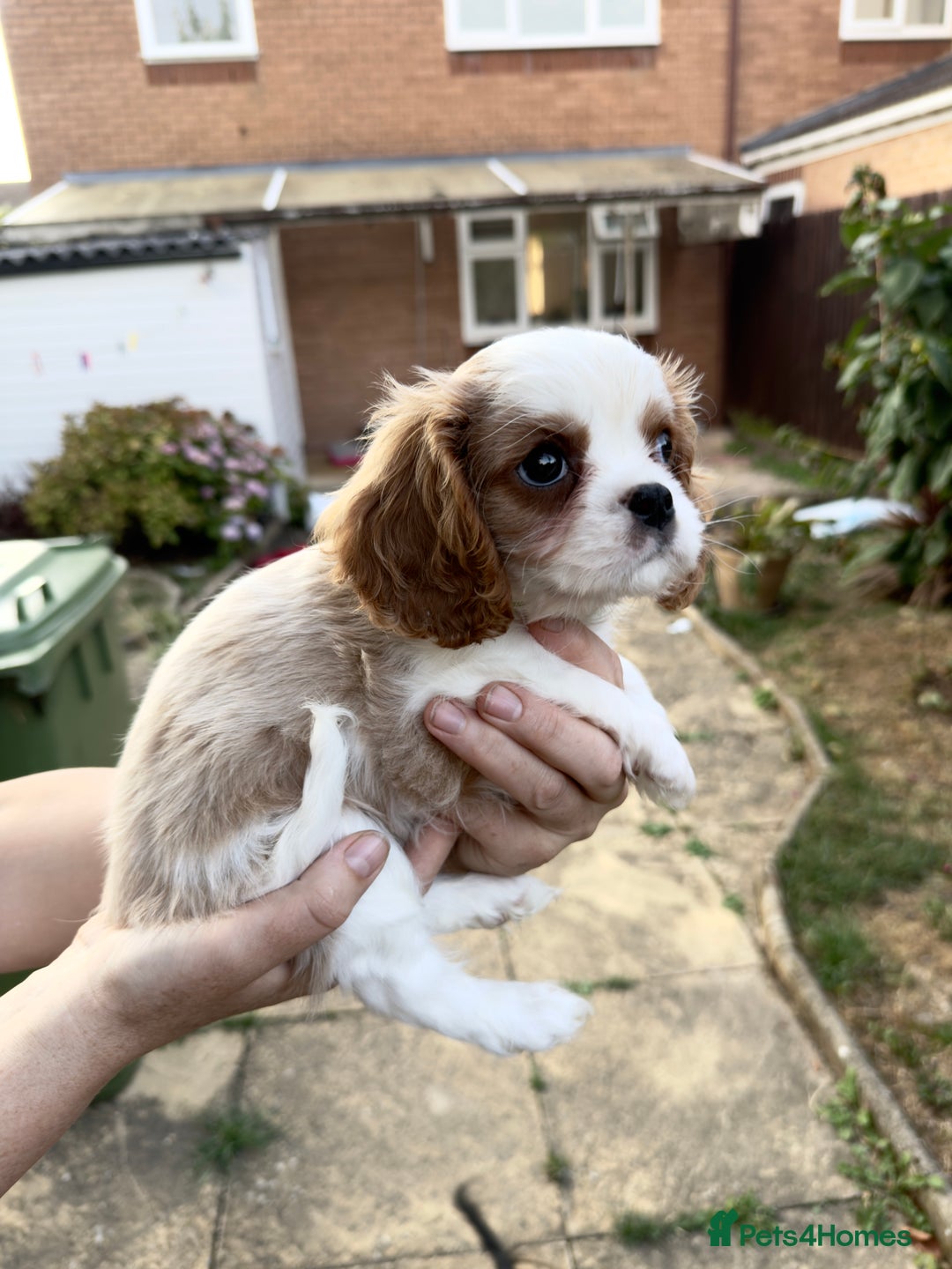 Cavalier King Charles Spaniel dogs for sale: Beautiful litter cavalier King Charles spaniels - Image 3