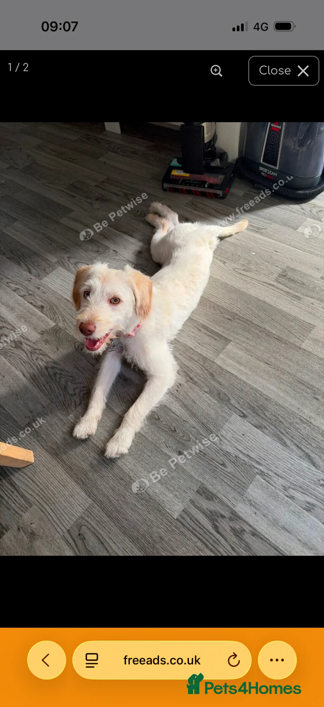 Labradoodle dogs for sale: Rosie  in Crawley - Advert 1